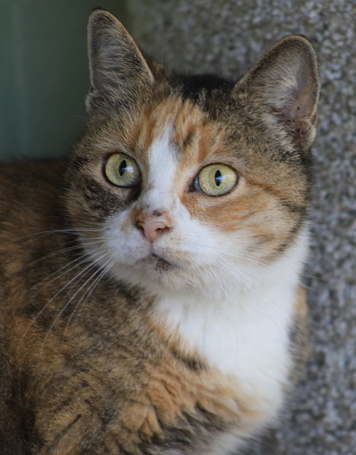 VENUS - Domestic Short Hair available for adoption