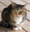 Rascal - Photo 1