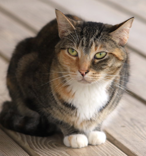 picture of the cat needing adoption
