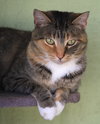 Rascal - Photo 3