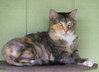 Rascal - Photo 4