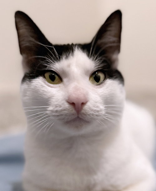 JEAN CLAUDE - CSC - Domestic Short Hair available for adoption