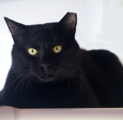 PRINCE - Domestic Short Hair available for adoption