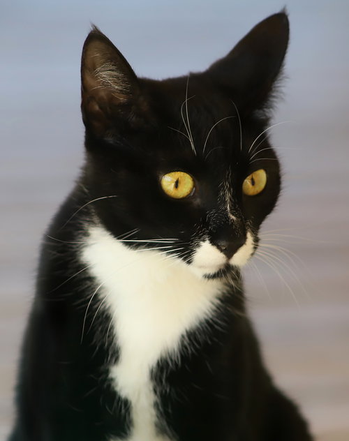 picture of the cat needing adoption