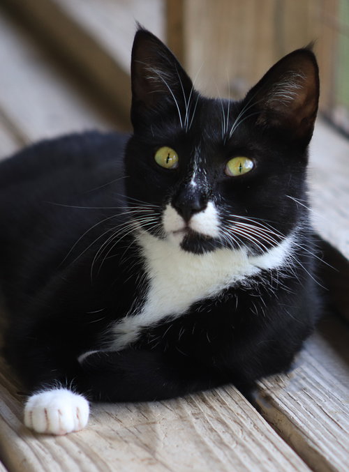 Tifa, an adoptable Domestic Short Hair in North Fort Myers, FL