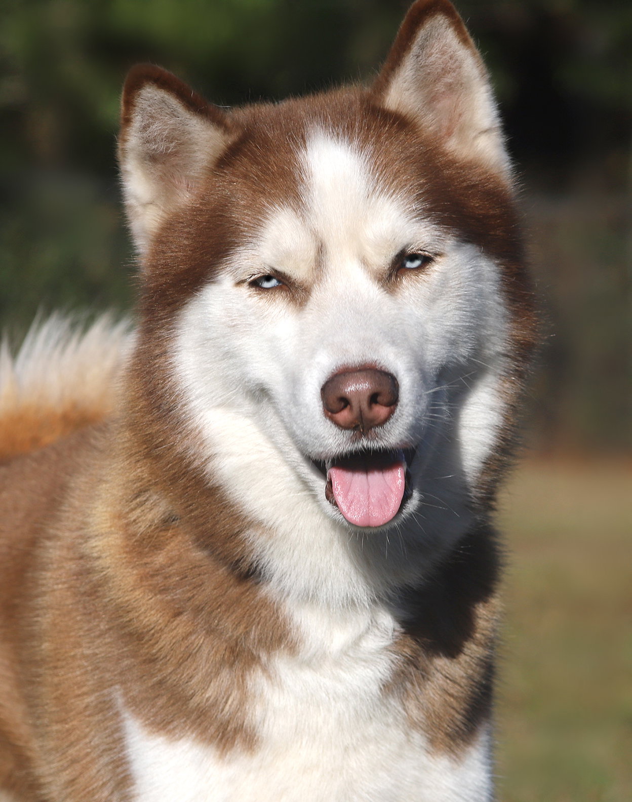 Louie Image