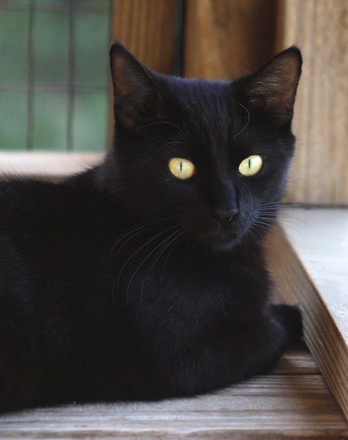 Santa, Young Domestic Short Hair, cat for adoption in North Port, Florida