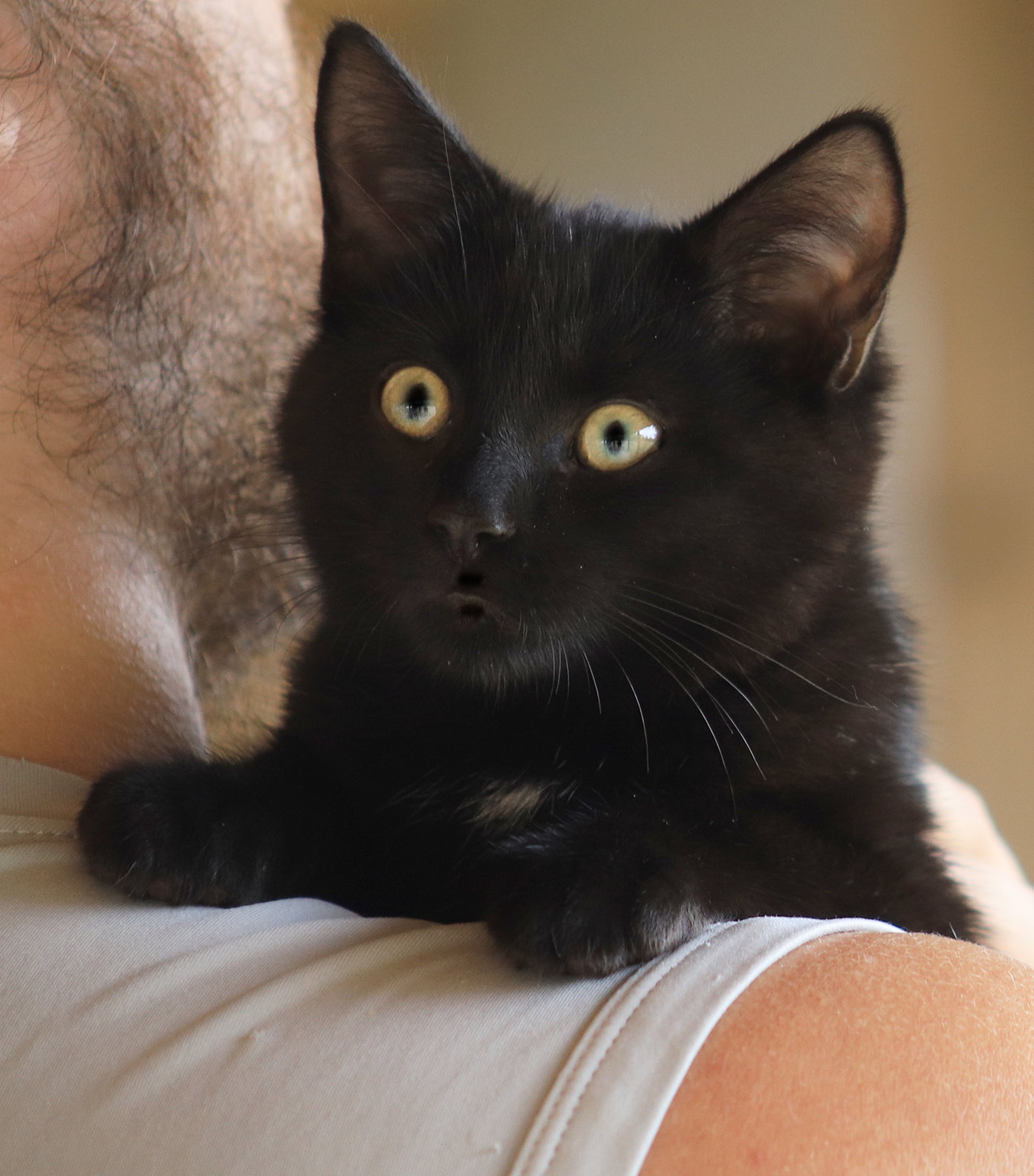 Sirius Black Image