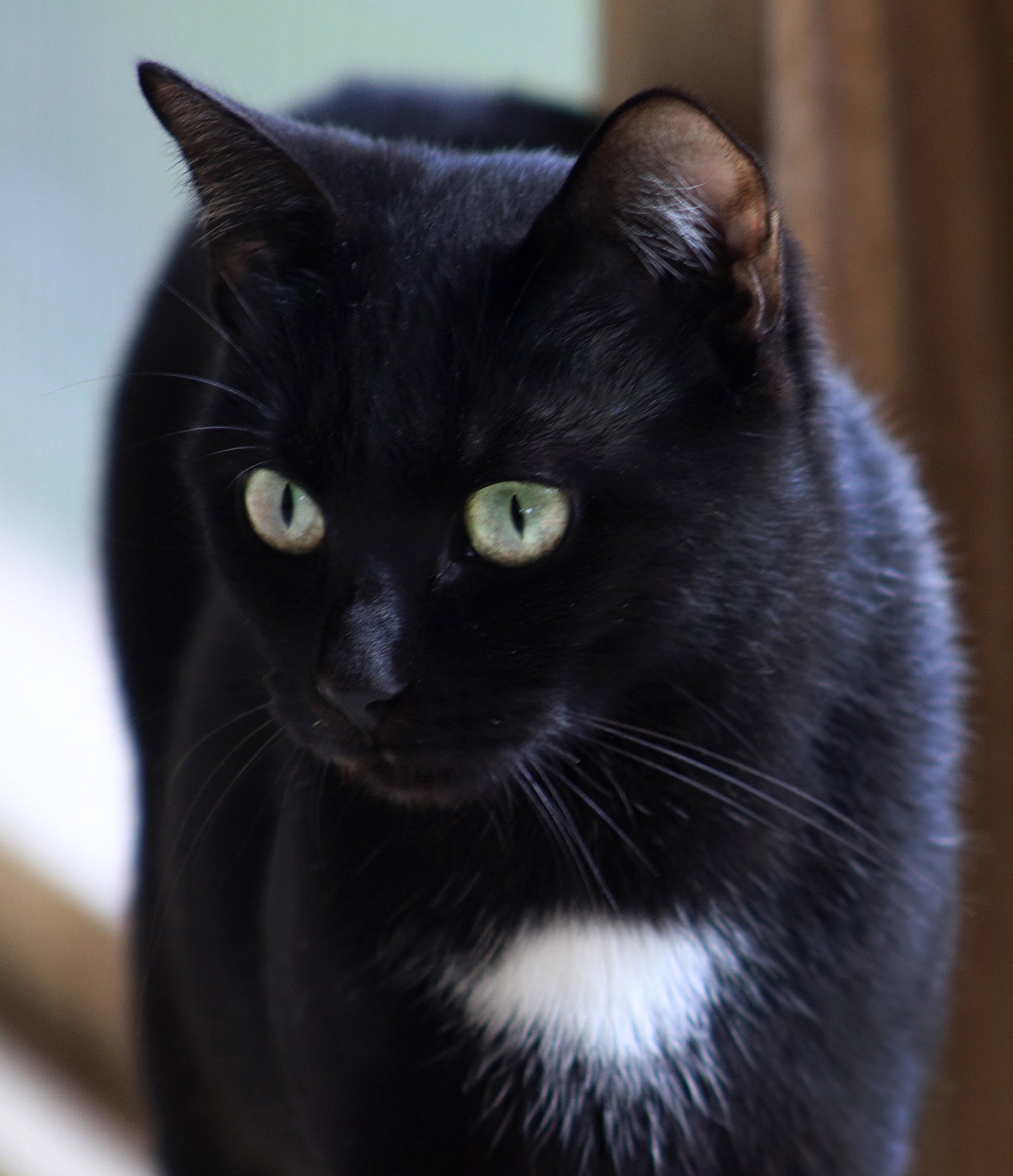 Noel Image