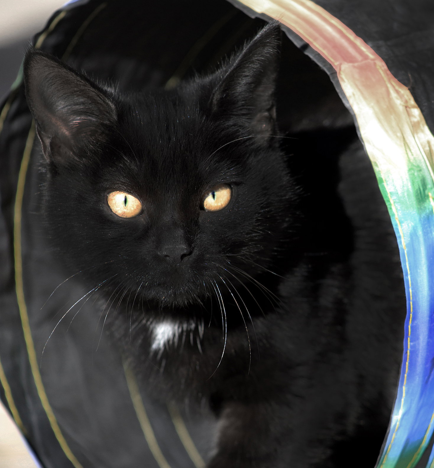 Bellatrix Image