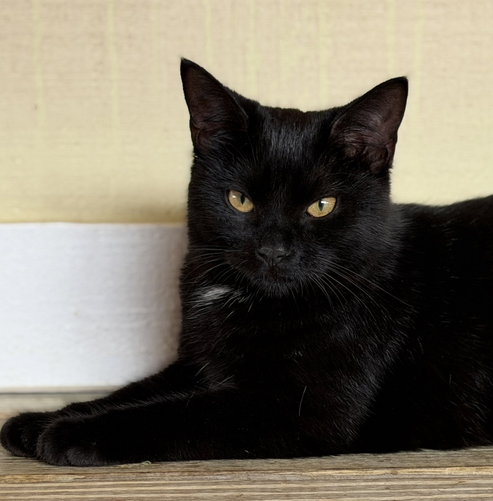 Bellatrix Image