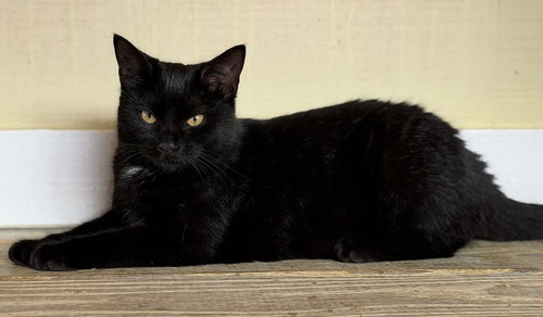 Bellatrix photo 3