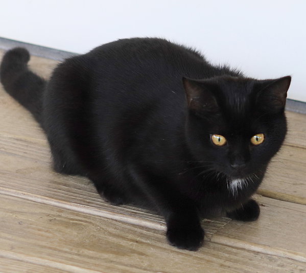Bellatrix