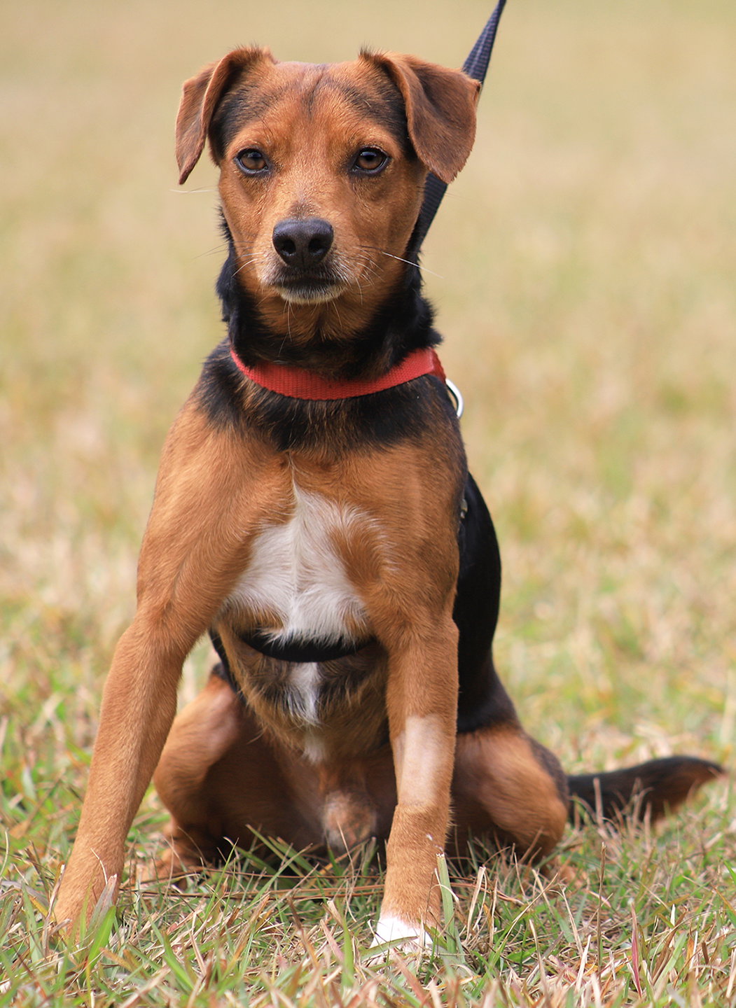 Hound
