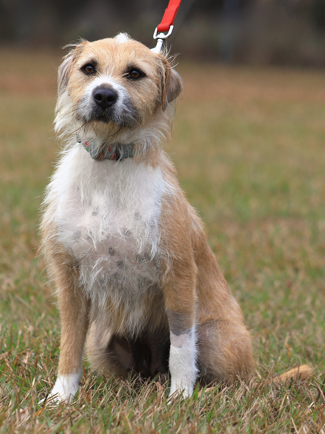 Terrier