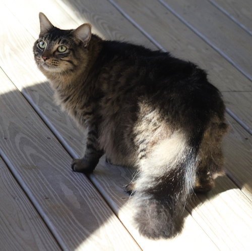 Photo 3 of Alice