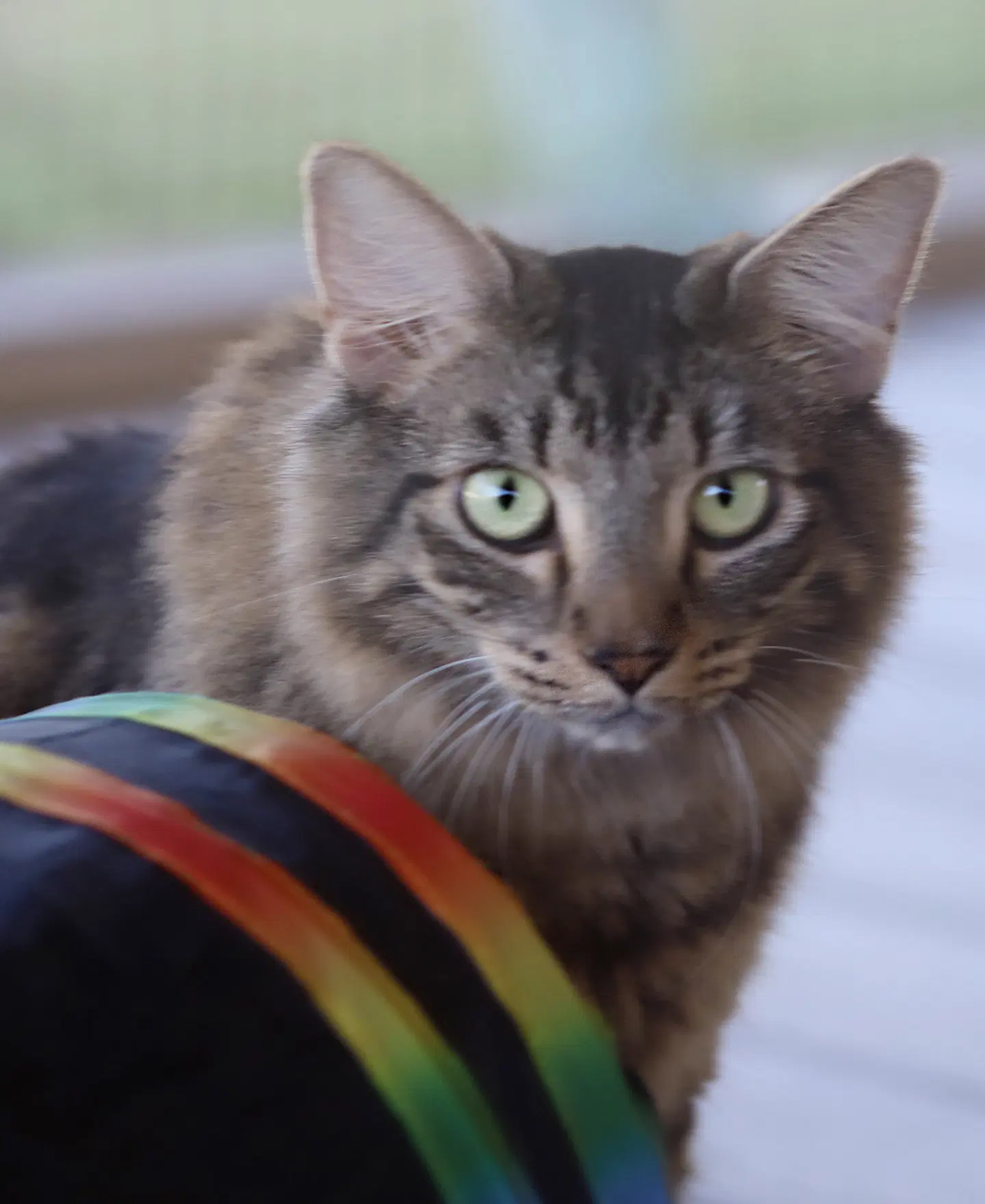 Alice - Domestic Medium Hair