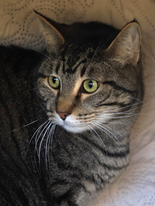 picture of the cat needing adoption