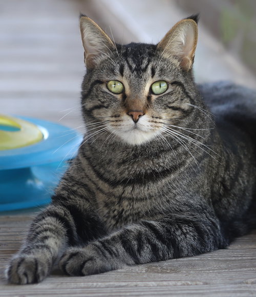 picture of the cat needing adoption