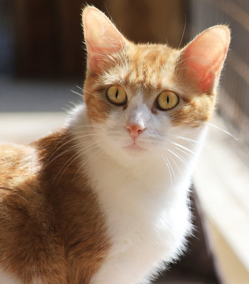 Kiki, an adoptable Domestic Short Hair in North Fort Myers, FL