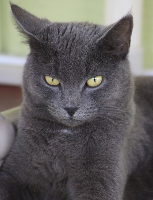 Trisha, an adoptable Domestic Short Hair in North Fort Myers, FL