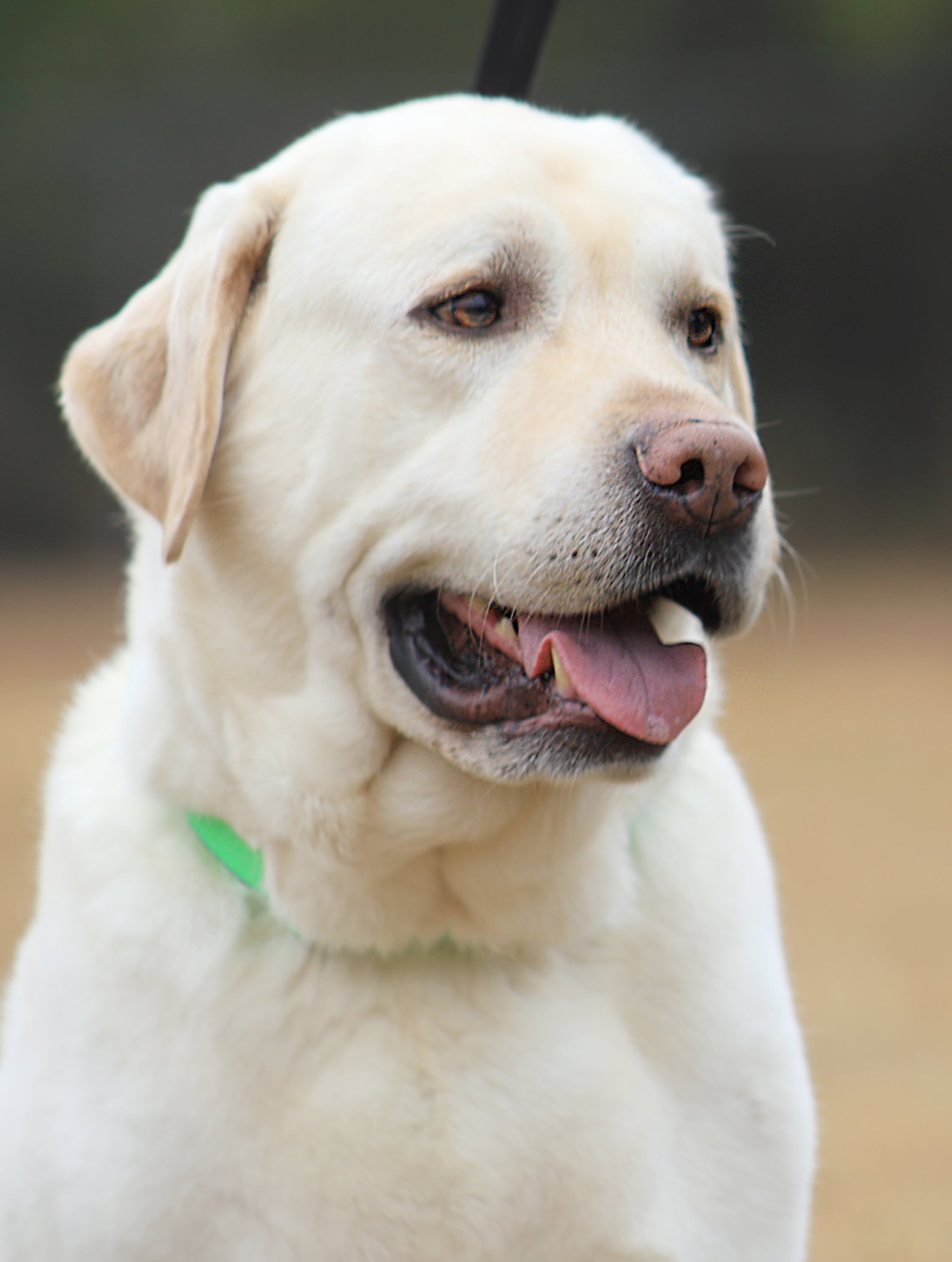 Labrador Retriever