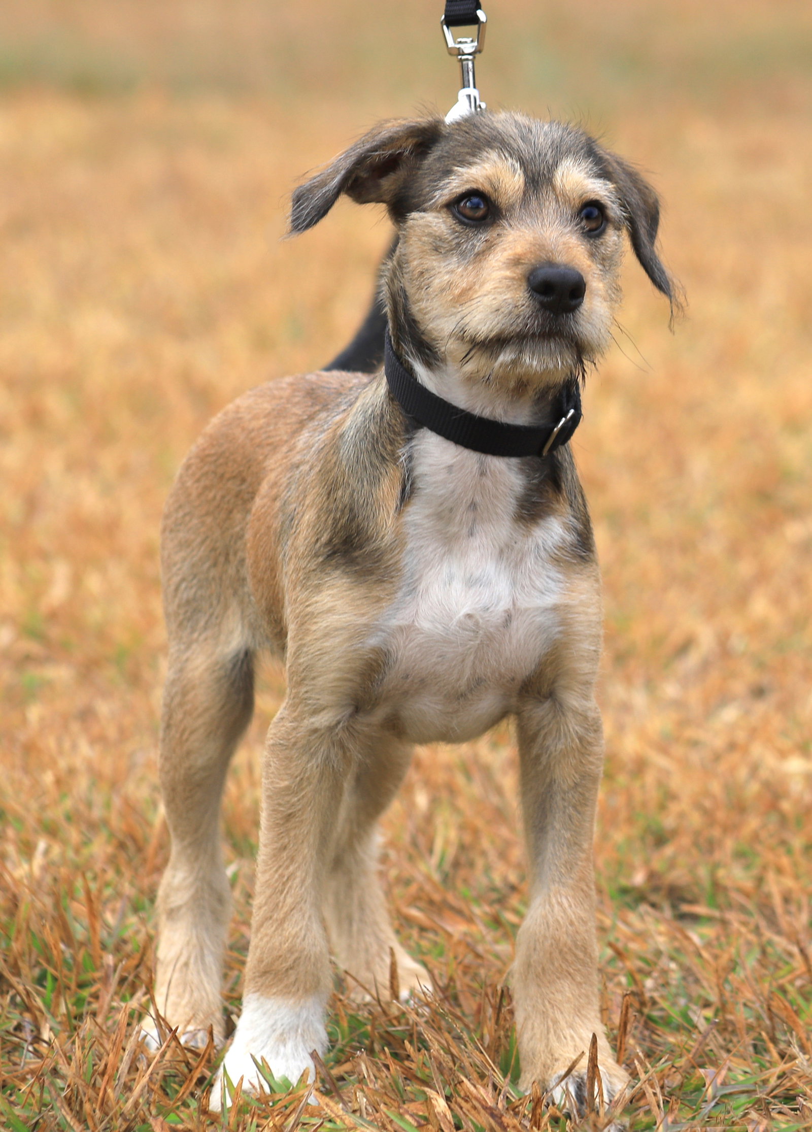 Hound