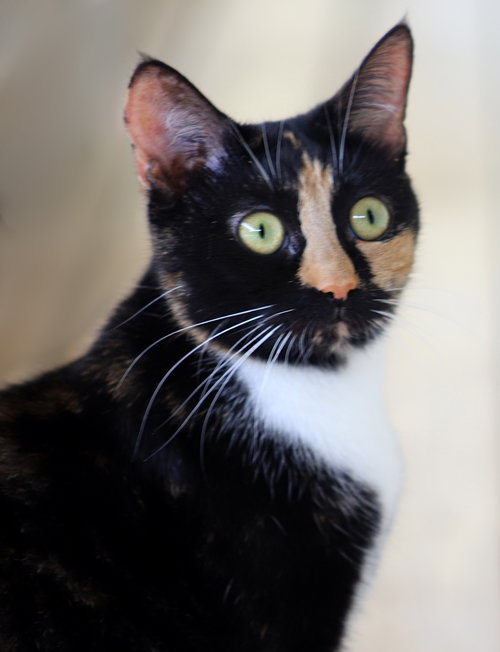 picture of the cat needing adoption