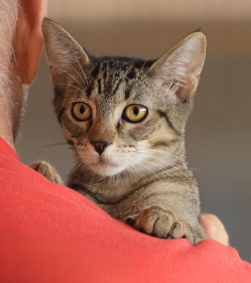 picture of the cat needing adoption
