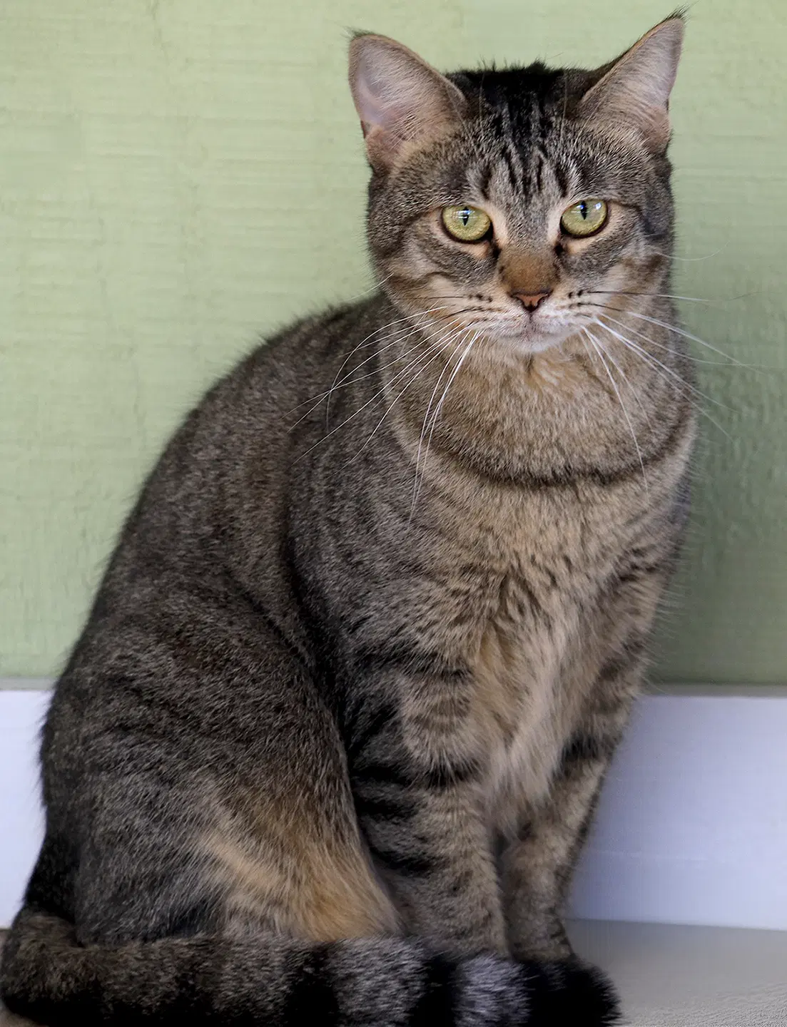 Katie - Domestic Short Hair