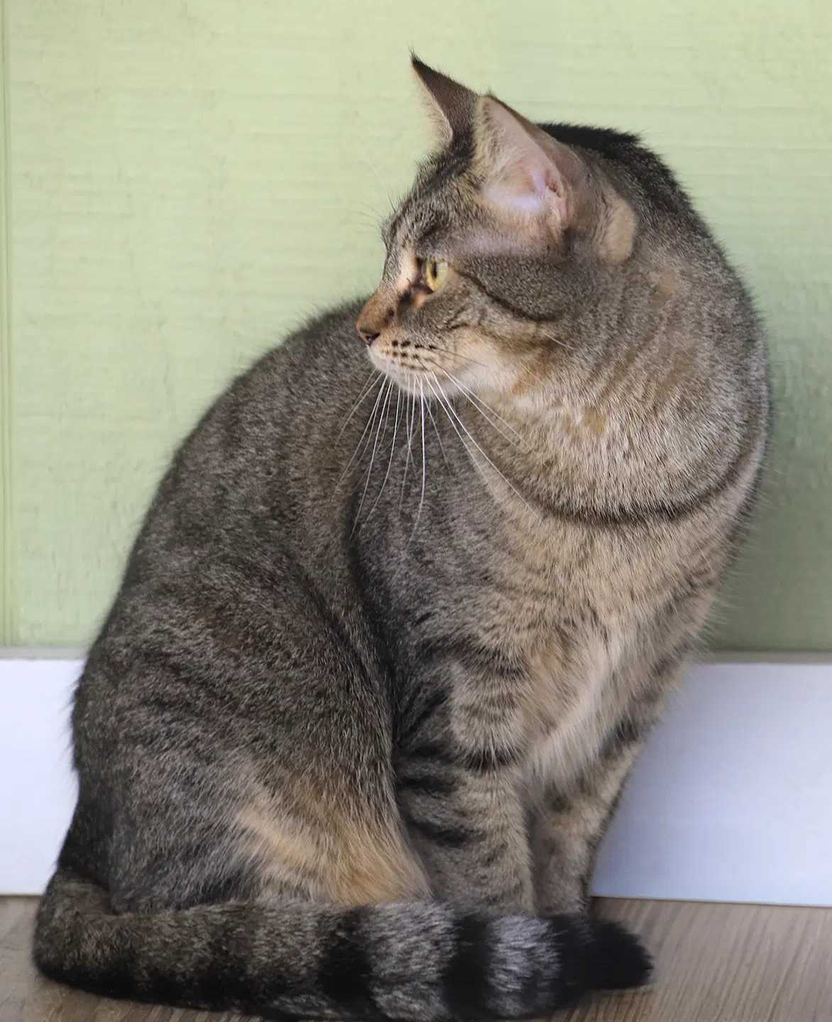 Katie image 2