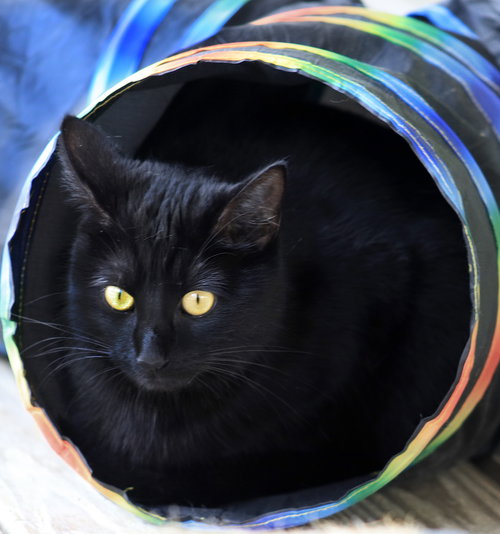 Mortica, an adoptable Domestic Short Hair in North Fort Myers, FL