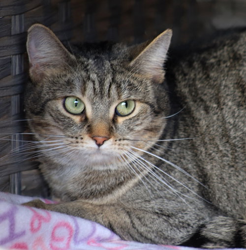picture of the cat needing adoption
