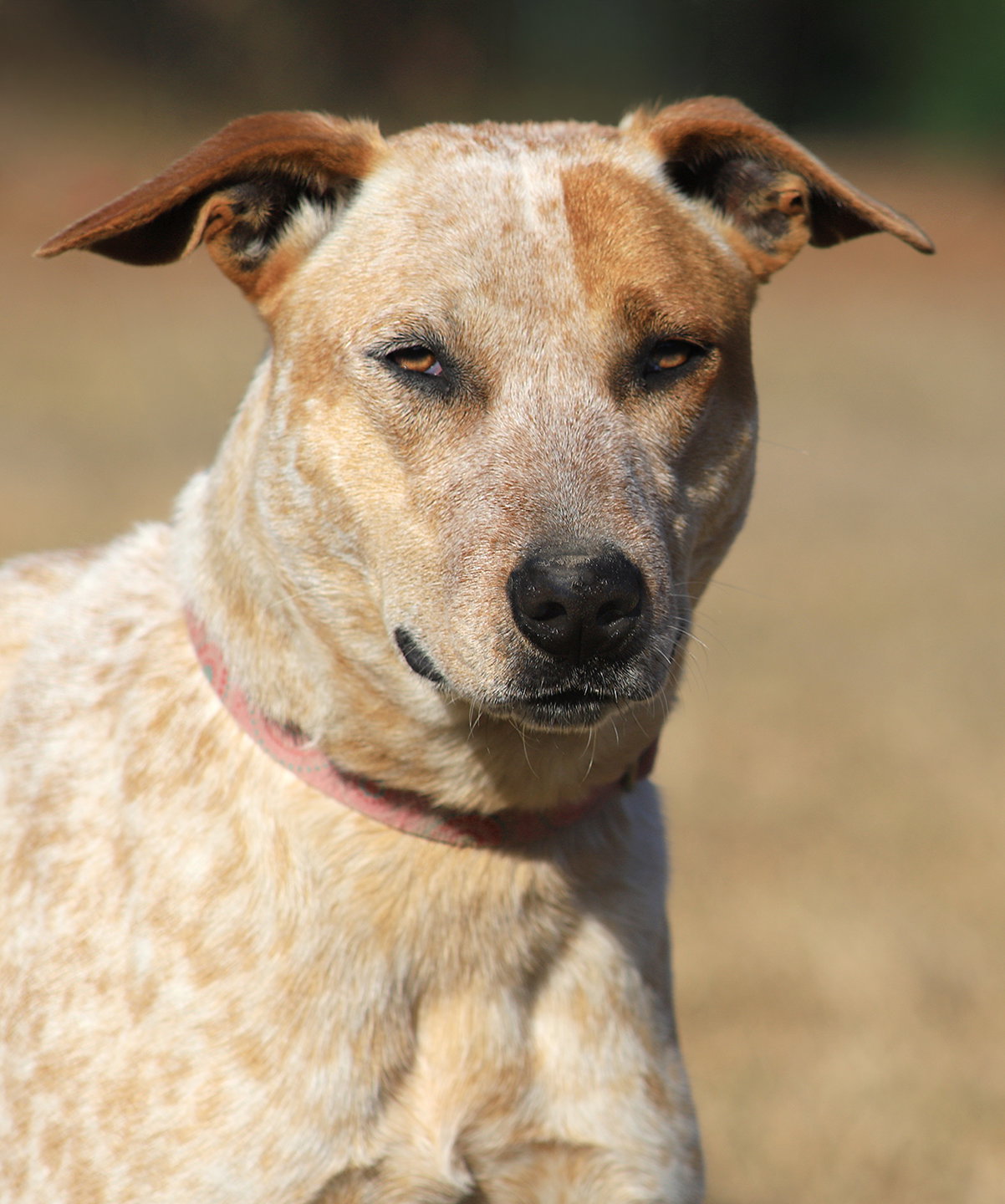 Australian Cattle Dog