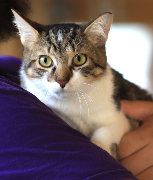 Feisty, an adoptable Domestic Short Hair in North Fort Myers, FL