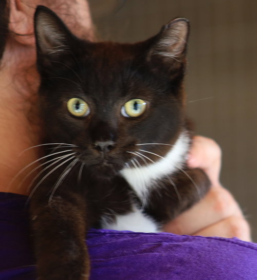 picture of the cat needing adoption