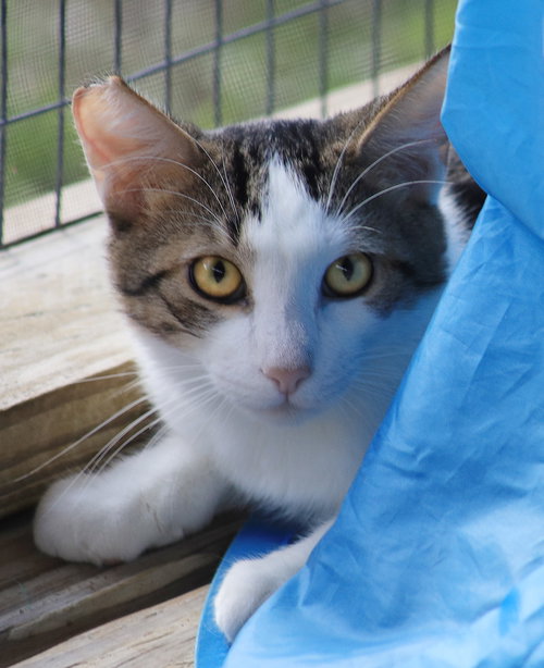 Zeke, an adoptable Domestic Short Hair in North Fort Myers, FL
