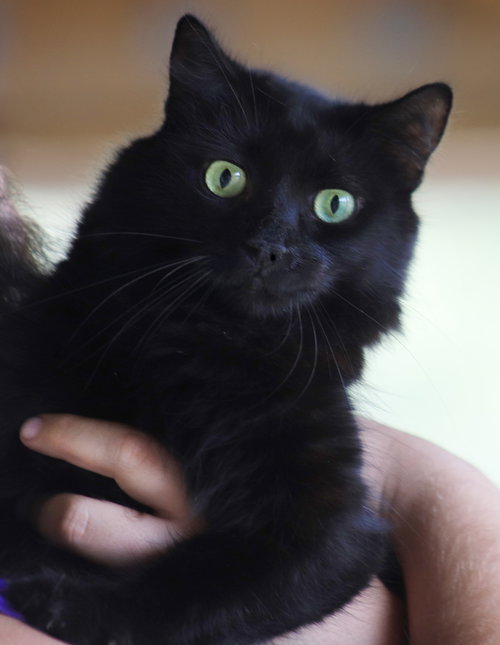 picture of the cat needing adoption