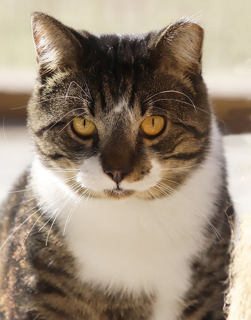 picture of the cat needing adoption