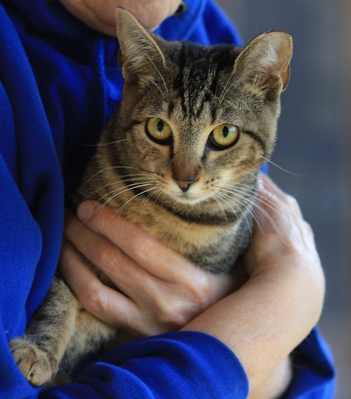 Shadow, an adoptable Domestic Short Hair in North Fort Myers, FL