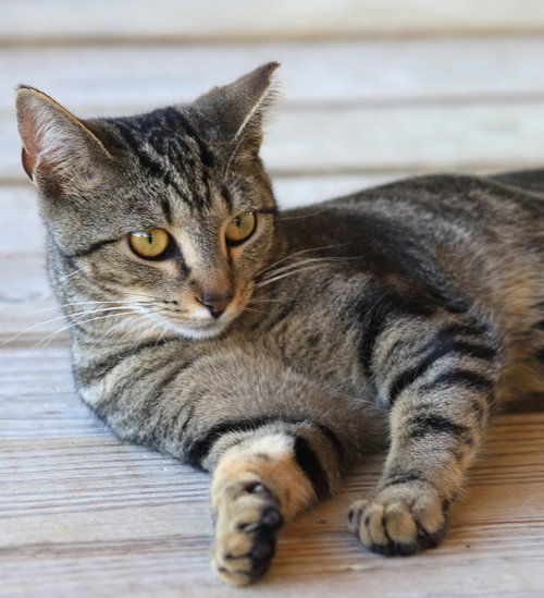 Shadow, an adoptable Domestic Short Hair in North Fort Myers, FL