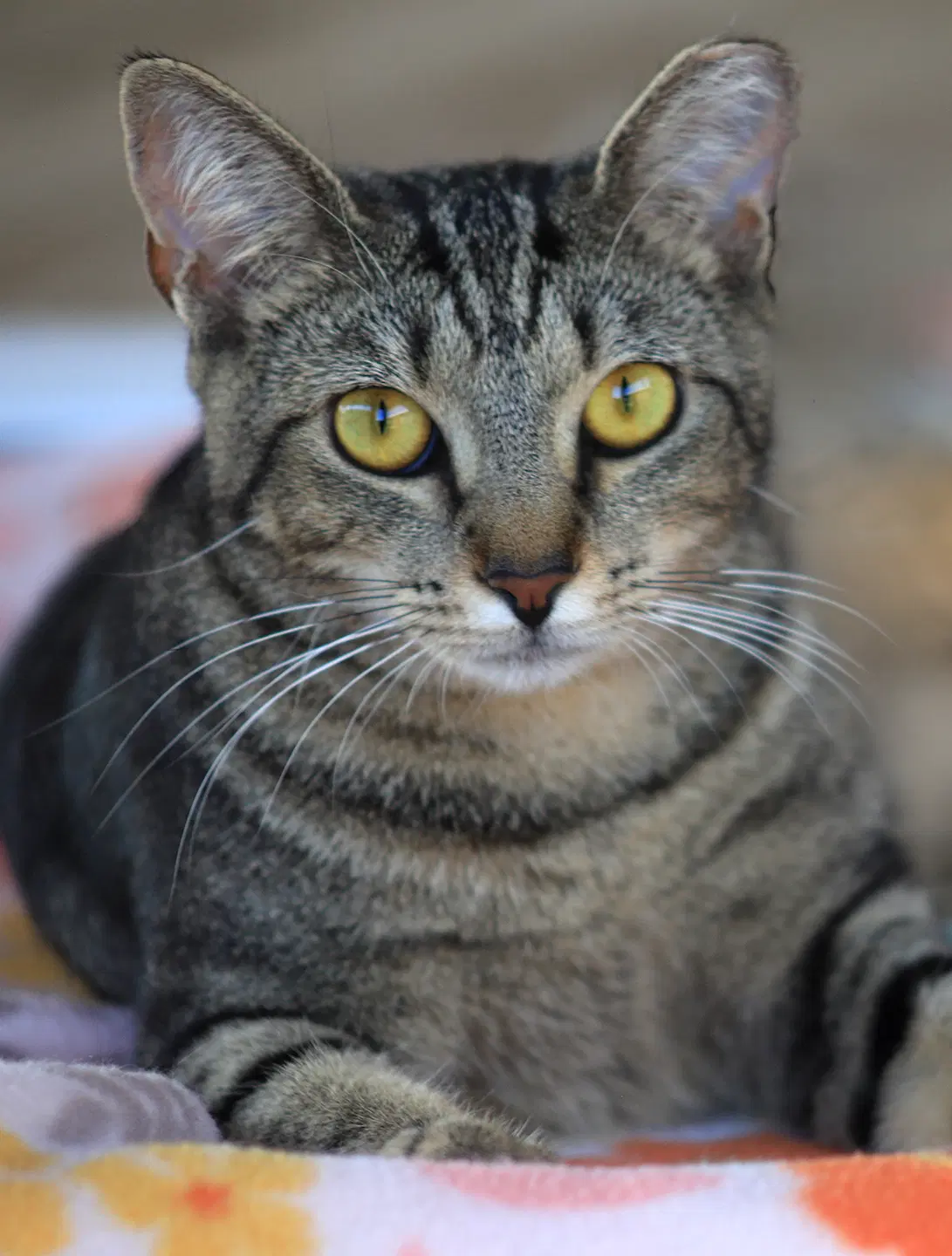 Shadow - Domestic Short Hair