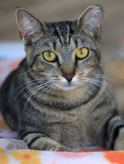 Shadow, a cat for adoption from Animal Refuge Center
