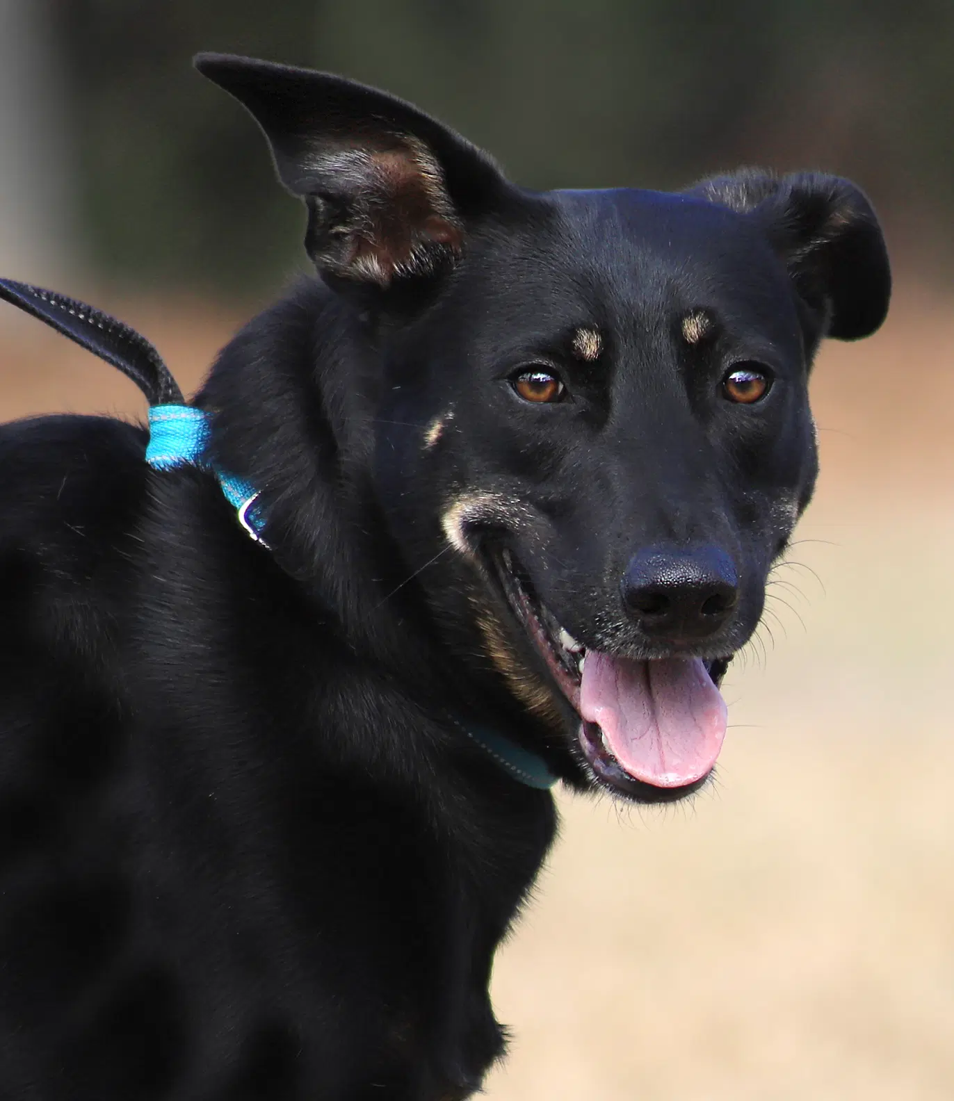 Winnie - German Shepherd Dog