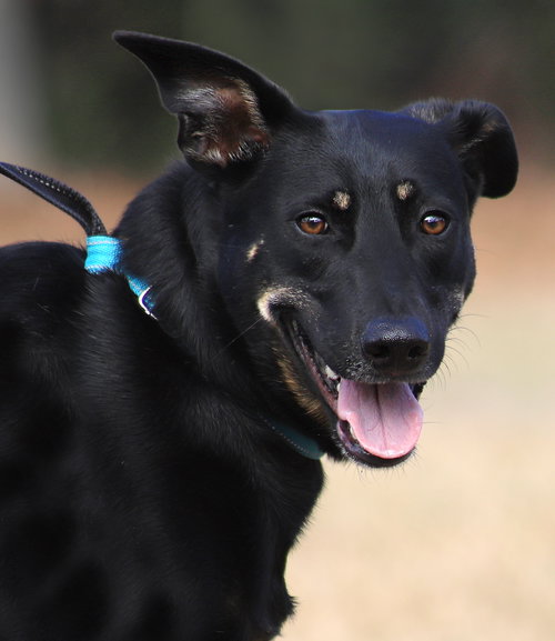 Winnie, an adoptable German Shepherd Dog in North Fort Myers, FL