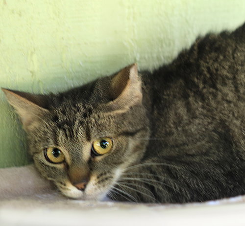 Java, an adoptable Domestic Short Hair in North Fort Myers, FL