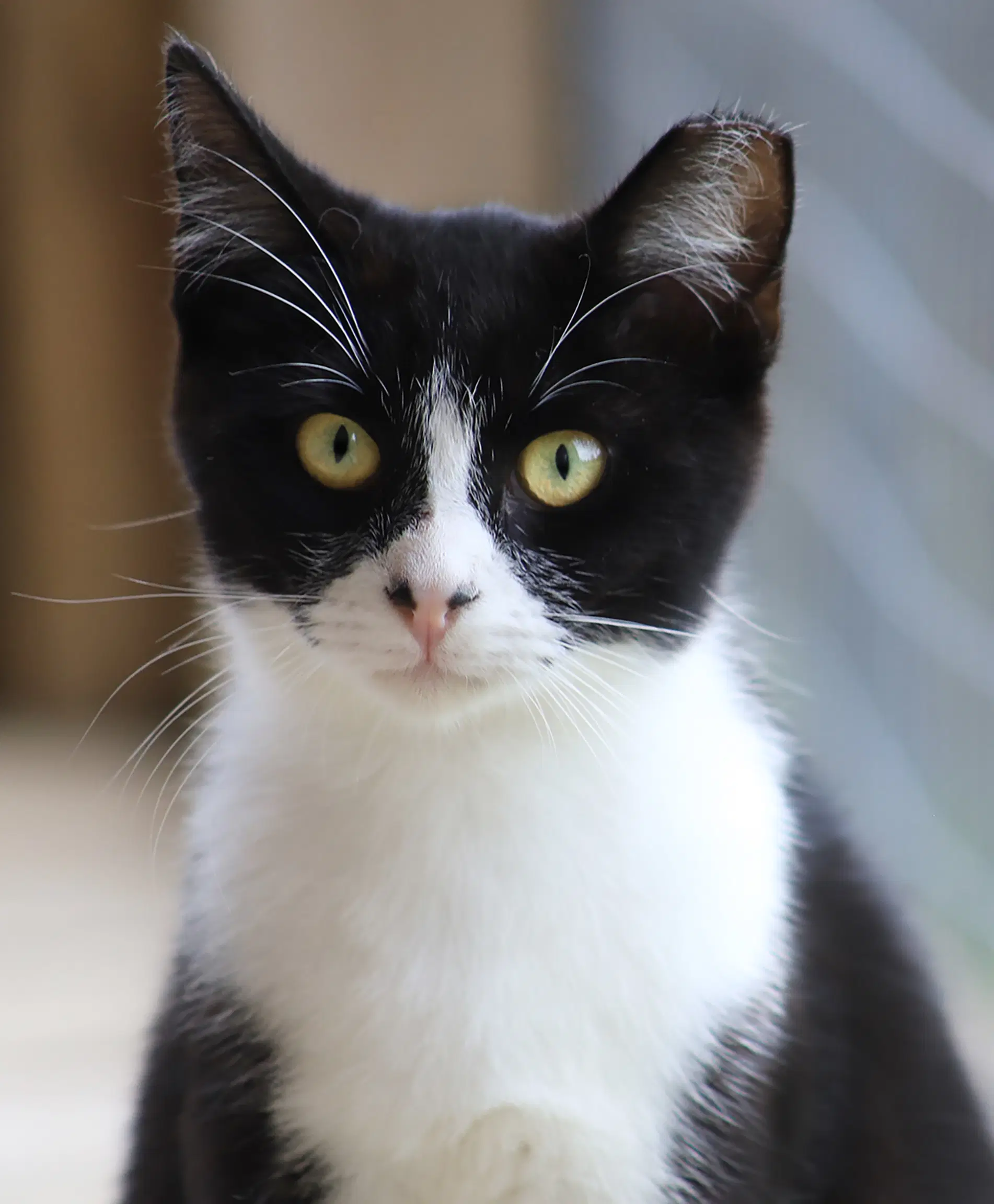 Domino - Domestic Short Hair