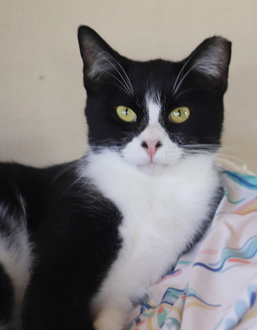 Photo 2 of Domino