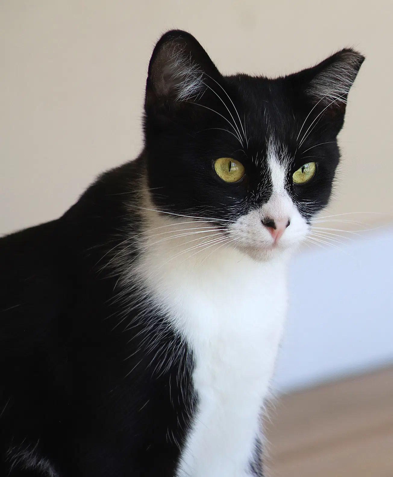 Domino - Domestic Short Hair
