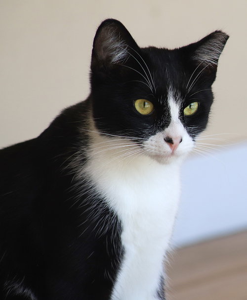 Domino, a cat for adoption from Animal Refuge Center
